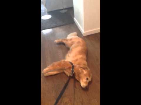 Lazy dog doesn't want to walk