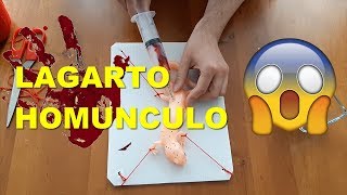 LAGARTO HOMUNCULO ¿ REAL ? LAGARTO HOMUNCULO ¿ REAL ?