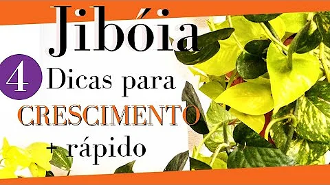 Como identificar problemas nas plantas?