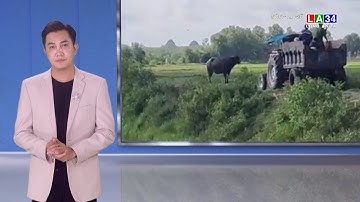 B.ắ.n hạ con trâu húc ch.ế.t chủ | LONG AN TV