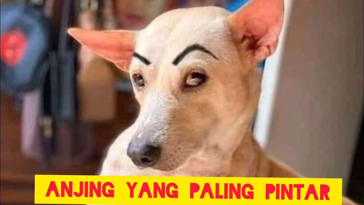Anjing yang rukun dan kucing yang.... - YouTube