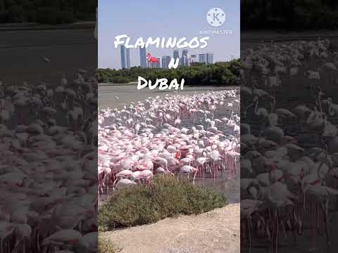 Ras Al Khor Wildlife Sanctuary | Dubai | #shorts