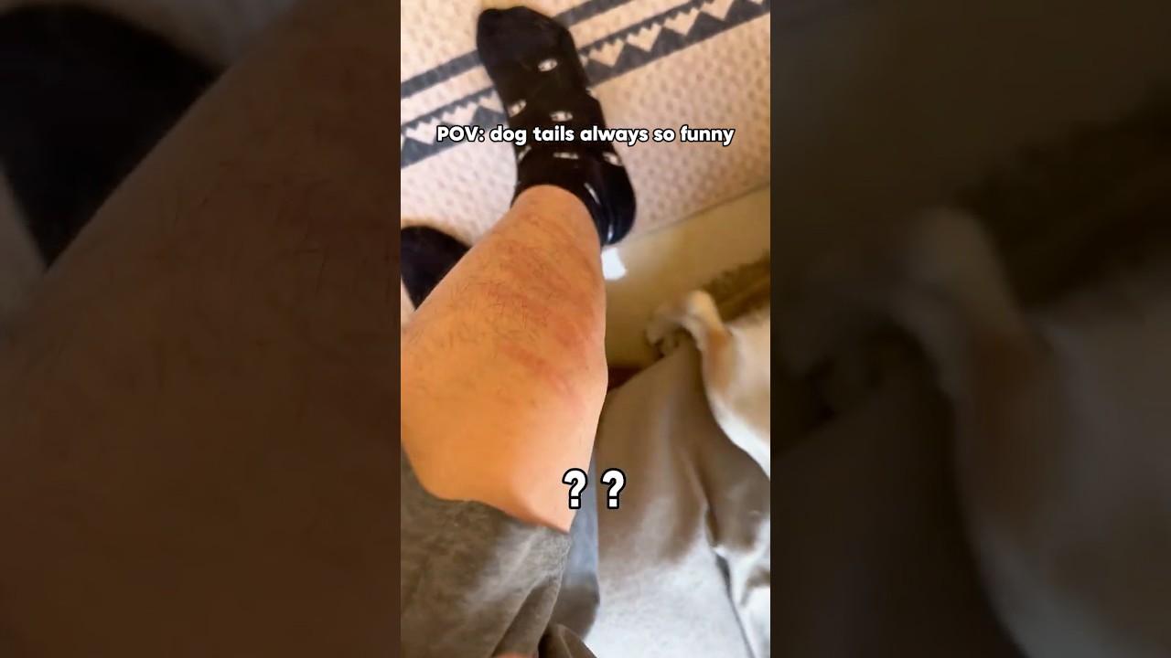 A Dog Tail Has Its Own Personality #viral #funny #animallife #dog #doglife