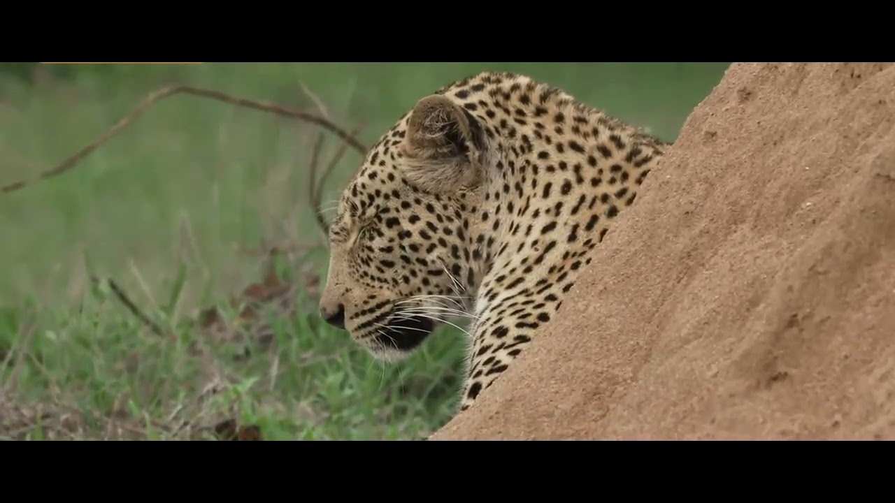 Mzemba Male Leopard