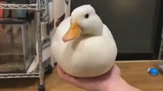 Quacking Duck Disappears