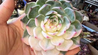 Special  price  for New Korean succulents came  4088163228