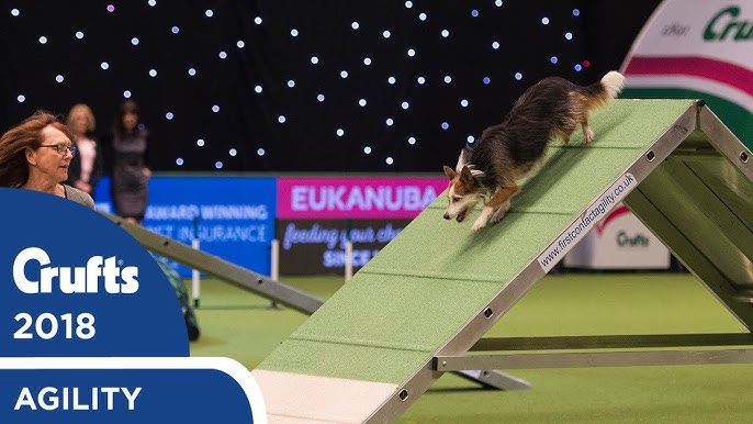 Best of 2022 Masters Agility Championships from Westminster Kennel Club |  FOX Sports - YouTube