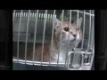 Animal testing in 60 seconds