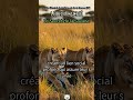 87. 🦁 Le VRAI Roi de la Savane : Ce que vous ignorez sur les Lions! 😱 #lion #roi de la savane #