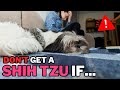 Dont get a shih tzu if this is you