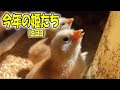 今年も生まれたてヒヨコがやってきました