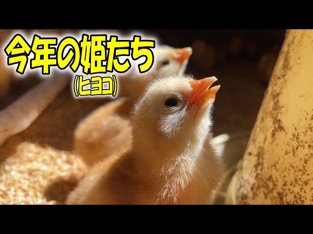 ひよこです。 はじめまして松尾です – Creator Store