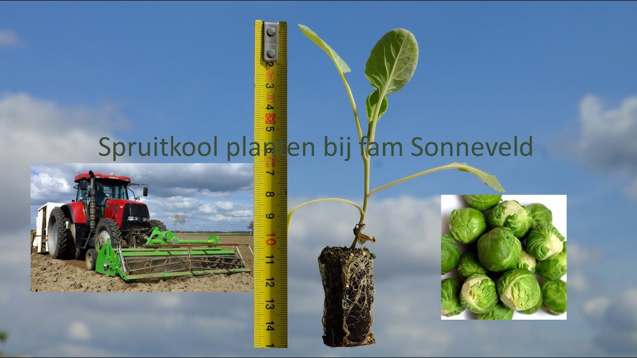Spruitkool planten bij de fam Sonneveld  Hondweg Dronten 1 mei 2014 Film Jan Rijpma©