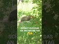 GARTEN IM JUNI. GEGEN 14 UHR KOMMT DA DER DACHS HER SPAZIERT. ICH DACHTE DIE SCHLAFEN AM TAG 🤔👍