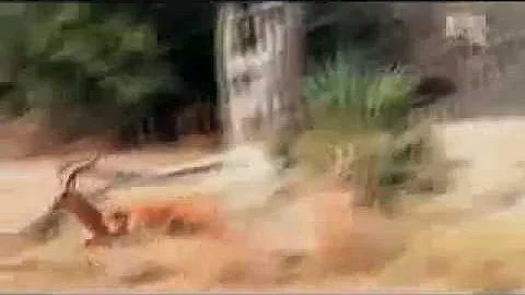 Top 10 the most beautiful animal hunts by odissey50500h02m56s 00h03m32s