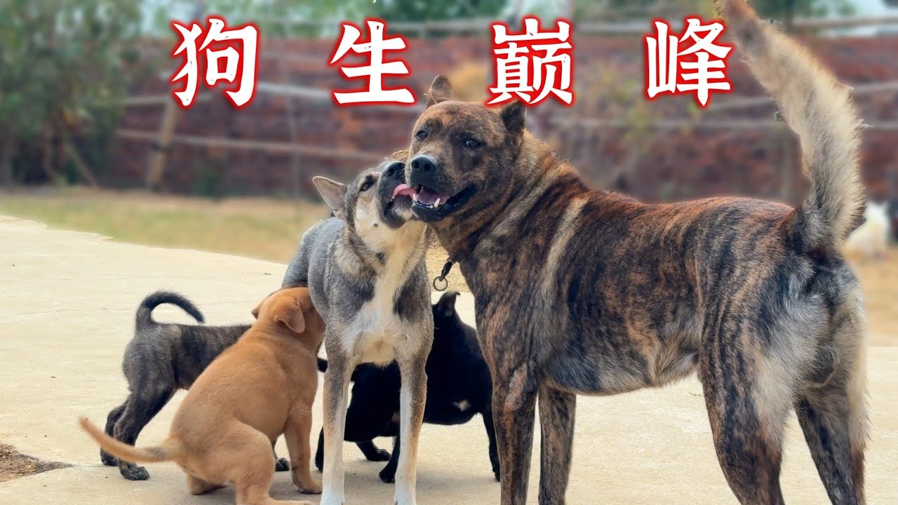 马达很会带孩子，得到了老婆的认可