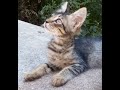 Cyprus cat の動画、YouTube動画。