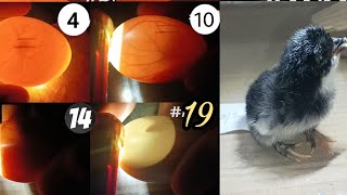 Hatching chiken eggs in incubator|Day 1 to Day 21|.