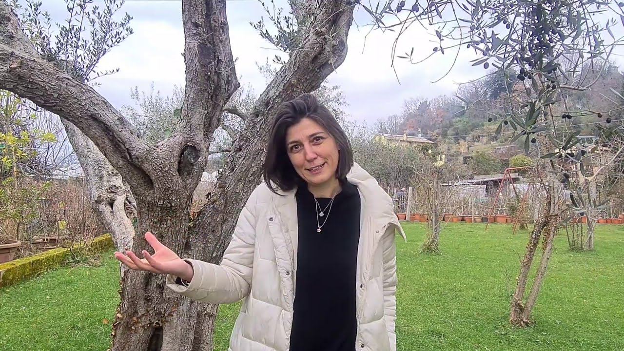 QUANDO potare ORTENSIA MACROPHYLLA? I consigli del Vivaio Tara || Verdi e Contenti