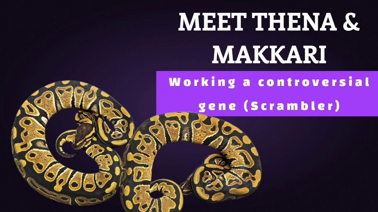 SnakePrinceVlogs: MEET THENA & MAKKARI: UNBOXING A 