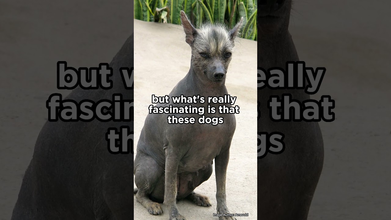 Peruvian Inca Orchid from 