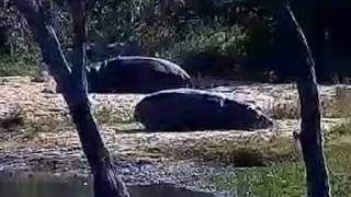 Hippos go to sleep on north beach area 23/6/26
This camera watches over Gowrie dam on Djuma Game Reserve, in the Sabi Sand Wildtuin, South Africa. In fact this is the oldest waterhole cam in Africa and the world. It’s been broadcasting LIVE from this spot since 1998. With some luck you will see big cats coming for a drink or even on a kill close by. You can also expect to see a lot of impala (light brown antelope), waterbuck (white circle on rump), nyala (males have yellow legs and females have white stripes on flanks) and many other types of mammals, birds and reptiles.The camera is remotely controlled by a volunteer corps of people around the world known as ‘zoomies’. They log into the camera according to a schedule in shifts, and pan, tilt and zoom in search of animals. Djuma was started in 1993 as a safari lodge by the Moolman family, and is renowned for the quality of its game safaris. Hippos go to sleep on north beach area 23/6/26