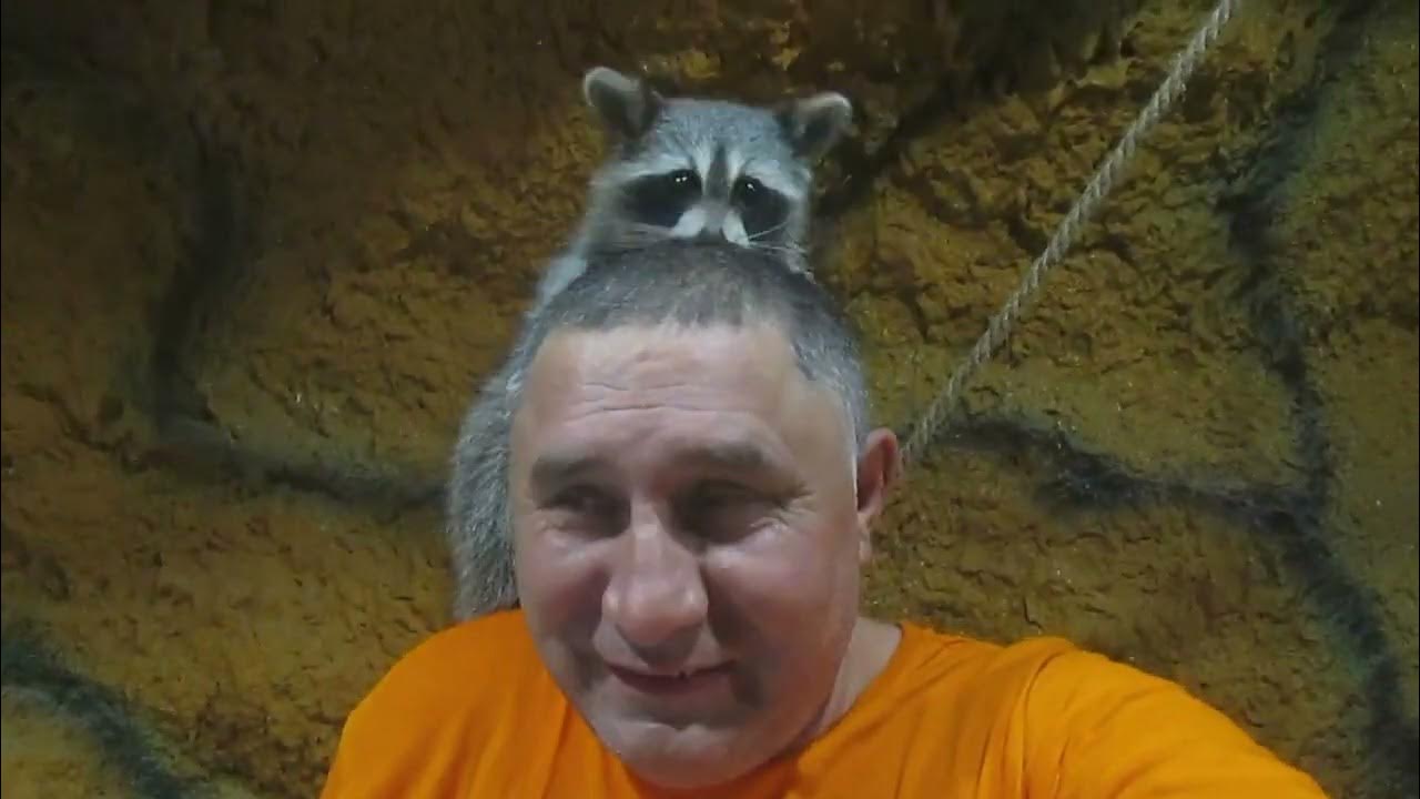 Тайган. Енот из Херсона - YouTube