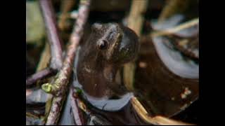 Spring Peepers by Ravenswood Media 2,427 views 3 years ago 42 seconds