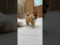 Naughty princess Hariko💛😍いたずら好きな姫ハリコ💛😍 Princesa traviesa Hariko💛😍 #shorts not 野良犬