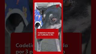 Cadelinha é atacada por 3 pitbulls na Pavuna, no Rio | g1