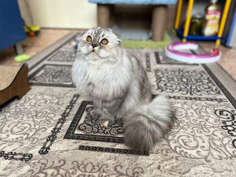 Шотландская кошка хайленд