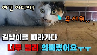 집나간 고양이가 길냥이를 따라갔어요[고양이탐정]How to find a lost cat