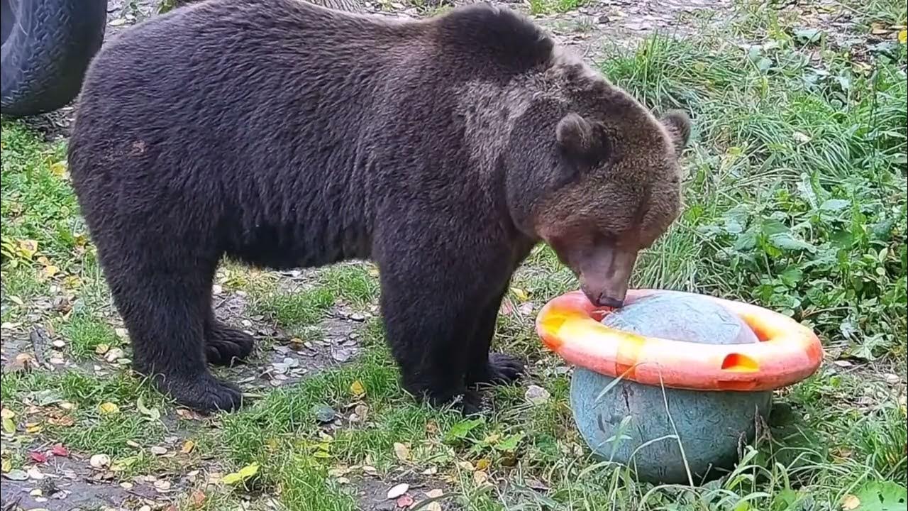 Любимый медведь Мансур - YouTube