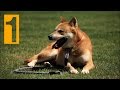 Korean Jindo Dog Documentary-진도개, 진돗개 の動画、YouTube動画。
