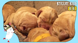 Prodigy Dog Parents Give Birth To ToBe Prodigy Juniors! (Part 2) | Kritter Klub