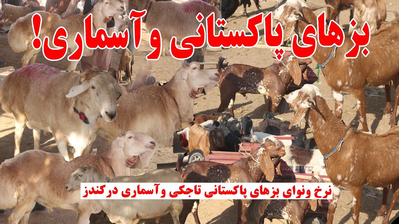 نرخ روز بزهای پاکستانی، تاجکی و آسماری | Prices of Pakistani, Tajik ...