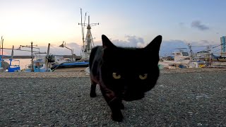夕ぐれの漁港で黒猫を見掛けたのでナデナデすると他の猫も寄ってきたり