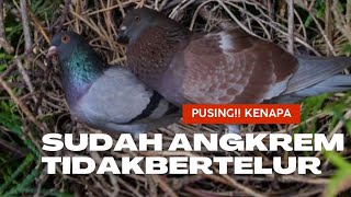 🔴 merpati sudah mengeram , angkrem kok tidak bertelur ❓❓