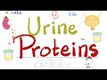 Proteins in the Urine (Proteinuria) - Albumin (Albuminuria) - Globulin (Globulinuria)