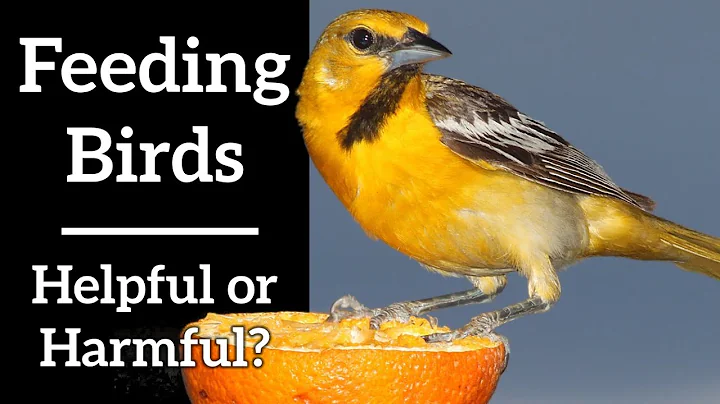 Is it OK to feed birds now? (2023)
