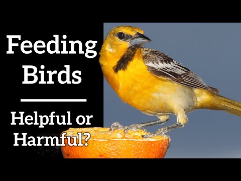 Video: Varför mata skräpmat till påfåglarna på zoo är en dålig idé
