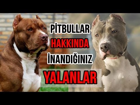 Pitbullar Hakkında Cahillerin İnandığı 11 Büyük Yalan ve Pitbull Gerçekleri