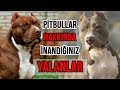 Pitbullar Hakkında Cahillerin İnandığı 11 Büyük Yalan ve Pitbull Gerçekleri