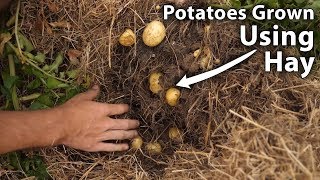 Harvesting Potatoes Grown in Hay (Ruth Stout Experiment)