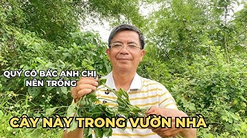 Công Dụng Quý Giá Của Cây Thù Lù Đực (Lu Lu Đực) Đối Với Sức Khoẻ mà Bạn Cần Phải Biết