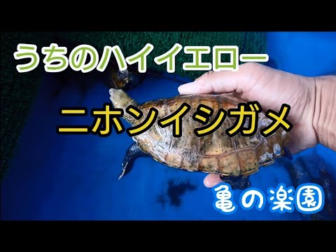 うちのハイイエローニホンイシガメ 亀の楽園 岡山