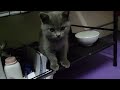 とてもかわいい子猫 part 11 || 子猫 2022