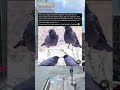 This Crow Couple Has Been Together for 12 Years and Their Story Will Melt Your Heart #animals