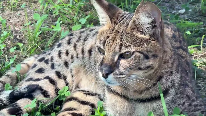 Video 10958001: adorable savannah cat, little savannah