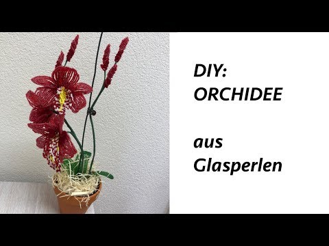 Video: Die RNA-Sequenzierungsanalyse Von Cymbidium Goeringii Identifiziert Gene Für Die Biosynthese Von Blumendüften